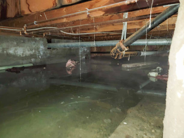 Best Flood damage cleanup  in Romancoke, MD